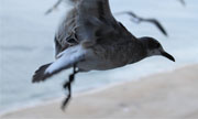 Gulls